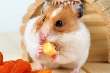 Onun ahşap evin yakınındaki bir hamster yakın çekim yiyecek peynir.