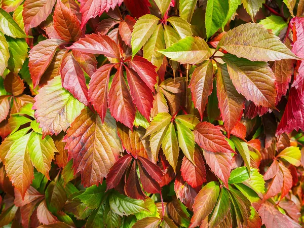秋天的装饰葡萄的多色叶子。自然背景, 纹理. — 图库照片