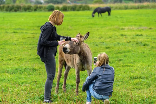 Flickor foder åsnan på en grön gräsmatta och fotografera det. — Stockfoto