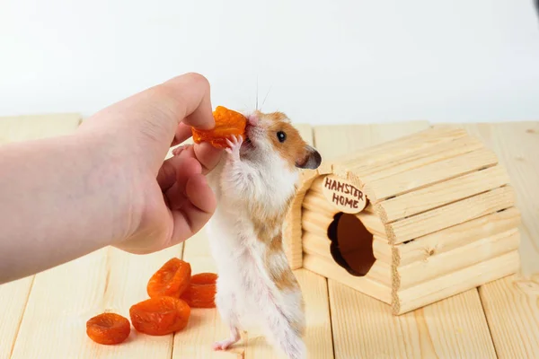De hamster neemt de gedroogde abrikozen uit de hand van het meisje. — Stockfoto