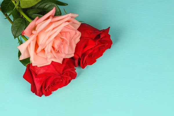 Одна розовая и две красные розы на синем фоне крупным планом . — стоковое фото