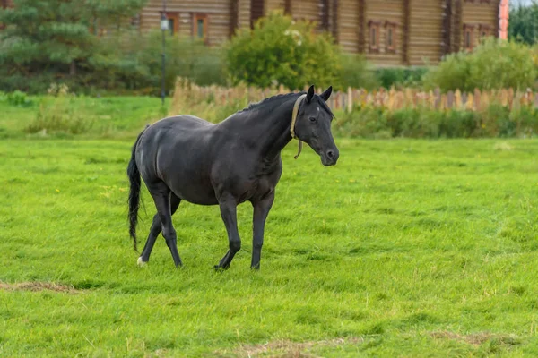 En svart häst går på en grön gräsmatta i höst. — Stockfoto