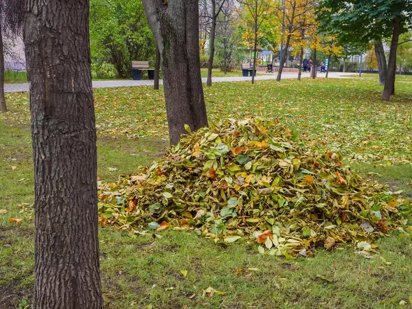 Gevallen bladeren op de grond in het park in de herfst geoogst. Schoonmaken in het park. — Stockfoto