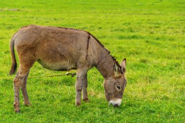 Eşek yeşil çayır on sonbahar günü grazes..