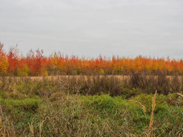 Vackra mångfärgade träd i ett fält i höst. Höstdag i September. — Stockfoto