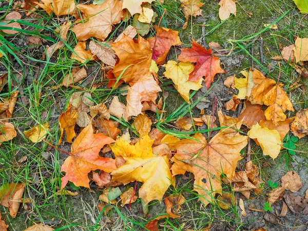 Gevallen bladeren op de grond in het park in het najaar. — Stockfoto