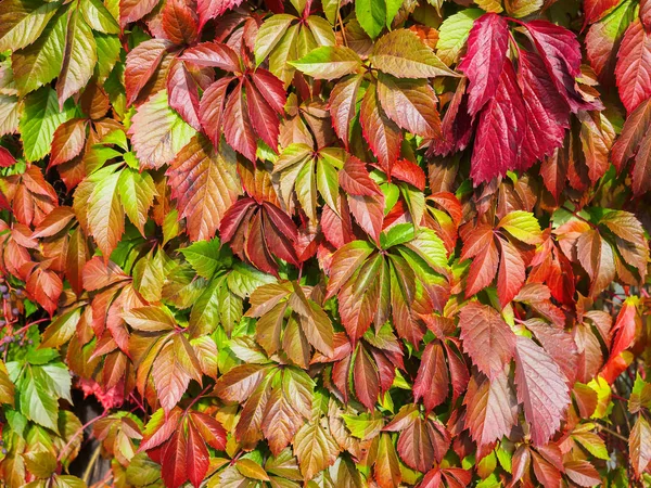 秋天的装饰葡萄的多色叶子。自然背景, 纹理. — 图库照片