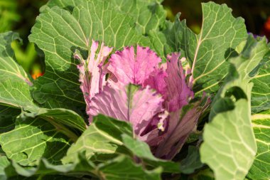 Renkli süs Lahana yaprakları yaz aylarında yakın.