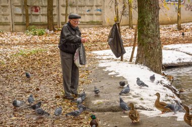 Yaşlı bir adam bir göl kıyısında ördekler sonbaharda beslenir. Rusya, Ramenskoye, Ekim 2017.