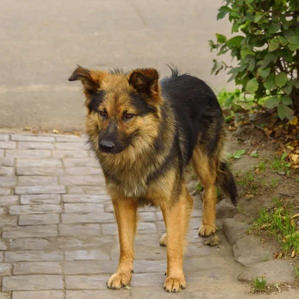 Bir evsiz Shaggy köpek yazın yolda duruyor. — Stok fotoğraf