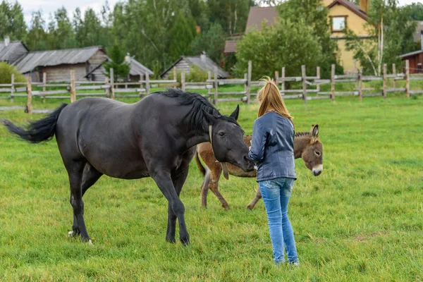 Dívky na podzim krmím černého koně na zeleném trávníku. — Stock fotografie