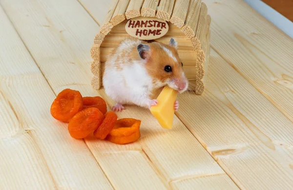 Een Hamster Close Eet Kaas Buurt Van Het Houten Huis — Stockfoto