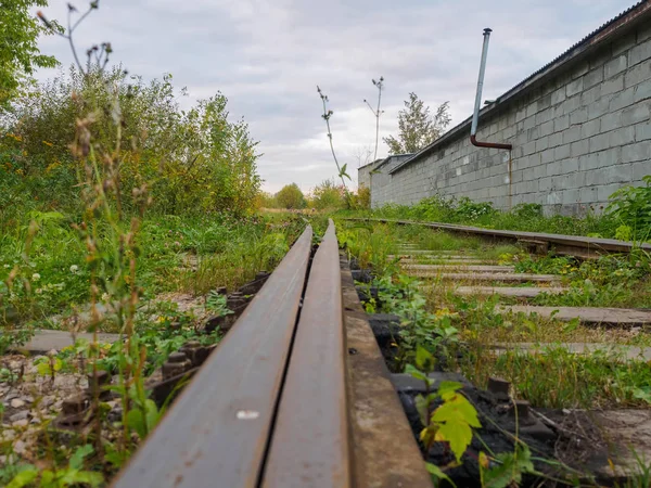 Oude gras bedekte en het spoorlijnen struiken in de zomer. — Stockfoto