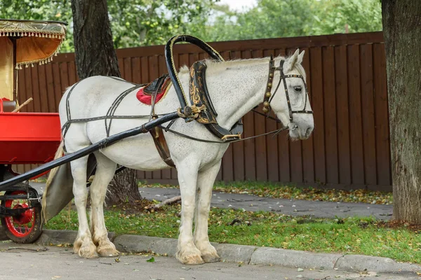 Cavalo branco aproveitado para um carrinho para turistas no verão . — Fotografia de Stock
