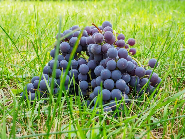 Racimos rotos de uvas rojas se encuentran en un césped verde . — Foto de Stock