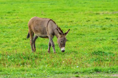 Eşek yeşil çayır on sonbahar günü grazes..