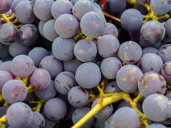 Zerbrochene rote Trauben aus nächster Nähe an einem sonnigen Nachmittag. — Stockfoto