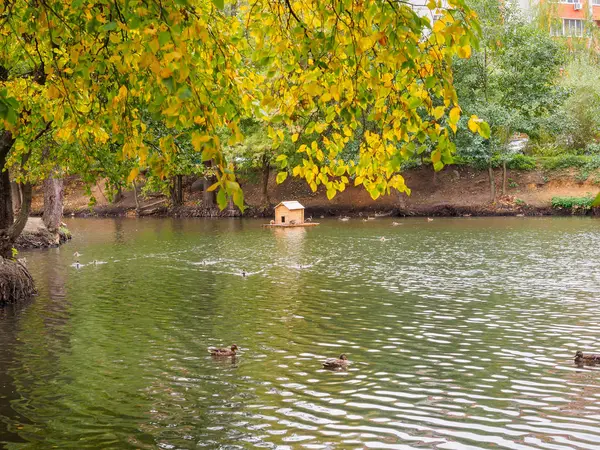 午後には秋の湖の岸に木. — ストック写真