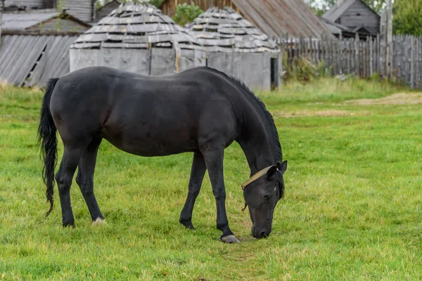 Чёрная лошадь пасётся на зелёной лужайке осенью. . — стоковое фото