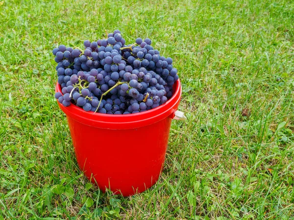 Ein Eimer voller roter Trauben steht auf dem Rasen. — Stockfoto