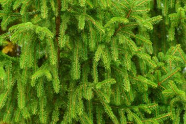 Genç yeşil iğne yapraklı dallar arka plan. Herdem yeşil iğne yapraklı orman. Doğal arka plan.