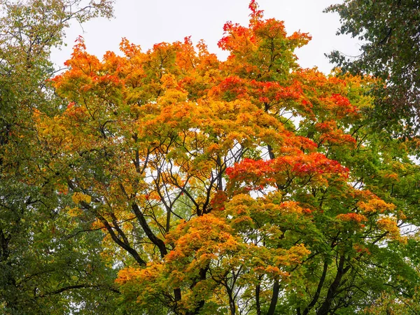 Жовті корони дерев в парку восени вдень . — стокове фото