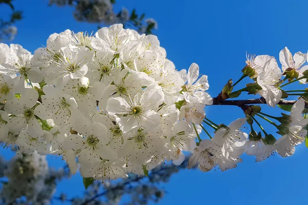 Weiße Kirschblüten Aus Nächster Nähe Auf Einem Ast Frühling Außerhalb — Stockfoto