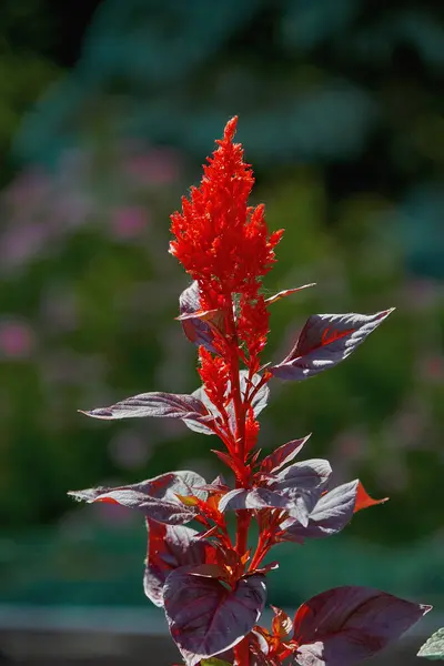 Красива Квітка Червоними Суцвіттями Темно Зеленому Тлі Сонячний Літній День — стокове фото