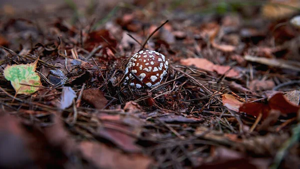 Una Hermosa Mosca Agárica Arrastra Del Suelo Primer Plano Del — Foto de Stock