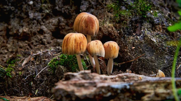 Grupo Hongos Pequeños Primer Plano Del Bosque Champiñones Venenosos Con — Foto de Stock