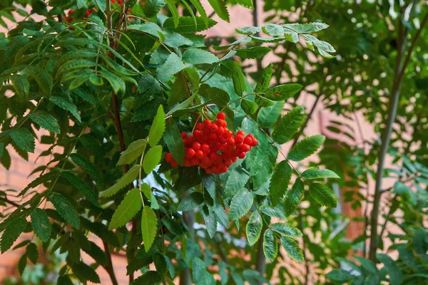 Gyönyörű Rowan Piros Bogyós Gyümölcsök Erdőben Természetes Rowan Bogyók — Stock Fotó