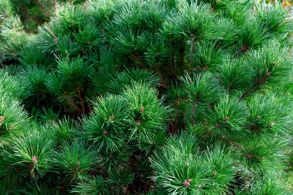 Naturalne Tło Zielonych Gałęzi Sosny Zbliżenie — Zdjęcie stockowe