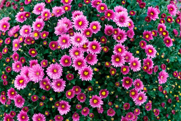 Цветы Красивые Цветы Хризантемы Обои Фон Осенние Цветы Хризантемы — стоковое фото