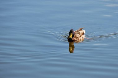 Ördek bir yaz gününde suda yüzer. Yaban hayatı, su kuşları.