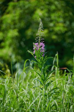 Güneşli bir yaz gününde yeşil çimenlerin arka planında mor kızılötesi ışıl ışıl güzel bir çiçek..