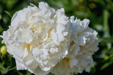 Bir çalı yakın çekim üzerinde güzel beyaz şakayık. Şakayık yaz aylarında çiçek.