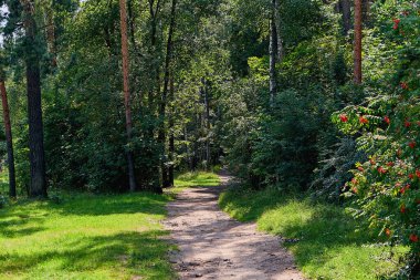 Ormanda güneşin aydınlattığı bir yol. Güneşli bir yaz gününde orman yolu.