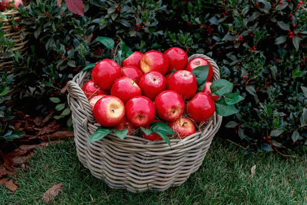 Košík Zralými Červenými Jablky Pozadí Zelených Keřů Červenými Bobulemi — Stock fotografie