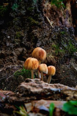 Bir orman yakın çekim küçük toadstool mantar bir grup. Zehirli toadstool mantarları. İnsanlar için tehlike.