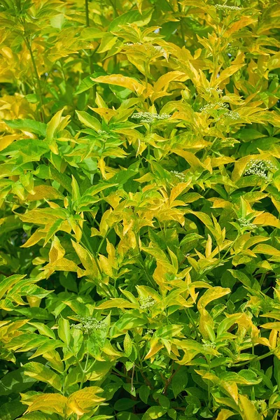 Кущ Зеленим Жовтим Листям Красивий Природний Фон Молодого Листя — стокове фото