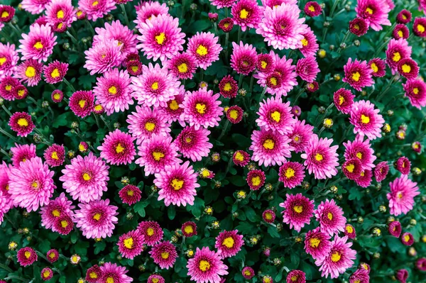 과아름다운 국화는 벽지를 배경으로 Autumn Chrysanthemum Flowers — 스톡 사진