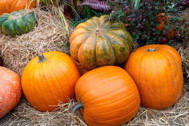 Güzel olgun balkabakları kamışın üzerinde yatıyor. Çiftçilerin sonbahar hasadı. Balkabaklarıyla muhteşem sonbahar arkaplanı.