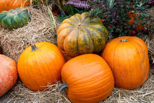 Güzel olgun balkabakları kamışın üzerinde yatıyor. Çiftçilerin sonbahar hasadı. Balkabaklarıyla muhteşem sonbahar arkaplanı.