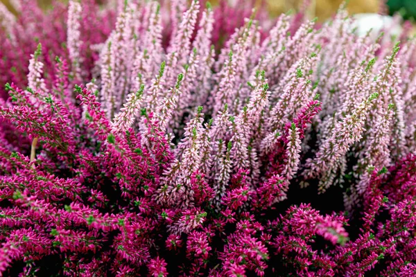 Beautiful Red Pink Heather Blossoms Closeup Autumn Flowers Heather Background — Stock Photo, Image