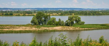 Volga nehrinde küçük bir ada. Ağaçlar ve çimenler adada yetişir..