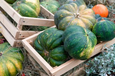 Kutuda güzel olgun balkabakları. Hasat Festivali. Toplu çiftçiler sonbahar hasadı. Balkabaklarıyla muhteşem sonbahar arkaplanı.
