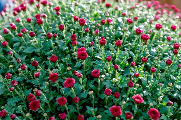 Virágok Gyönyörű Krizantém Virágok Tapéta Háttér Őszi Krizantém Virágok — Stock Fotó
