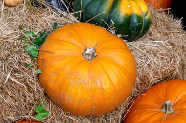 Güzel olgun balkabakları kamışın üzerinde yatıyor. Çiftçilerin sonbahar hasadı. Balkabaklarıyla muhteşem sonbahar arkaplanı.