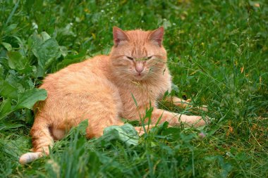 Kırmızı bir kedi yeşil çimlerin üzerinde uzanıyor. Bir yaz gününde sokaktaki kedi.