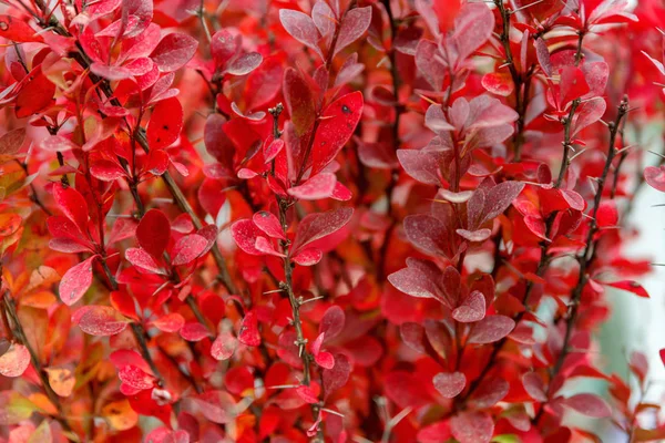 Μπους Κόκκινα Φύλλα Από Κοντά Φυσικό Φυσικό Περιβάλλον — Φωτογραφία Αρχείου